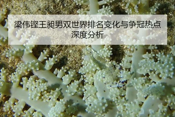 liang-wei-keng-wang-chang-nan-shuang-shi-jie-pai-ming-bian-hua-yu-zheng-guan-re-dian-shen-du-fen-xi-2-909.jpg